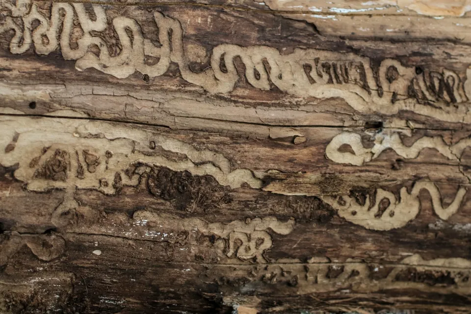 Close-up of wood log with emerald ash borer larvae tracks etched in the wood.